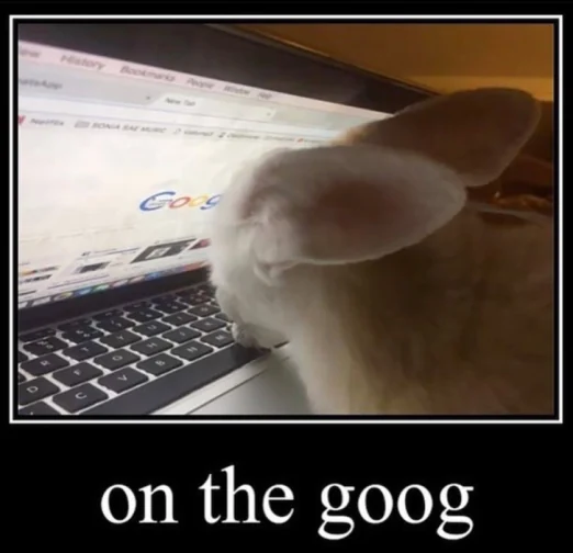 A silly animal on the computer looking the at front page of google with the caption “on the goog”